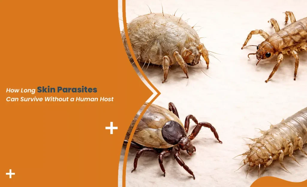 Skin parasites including mites, lice, tick, and larvae on a white background