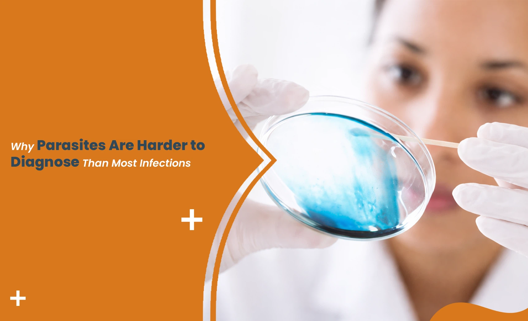 Lab technician examining petri dish for parasite infection testing