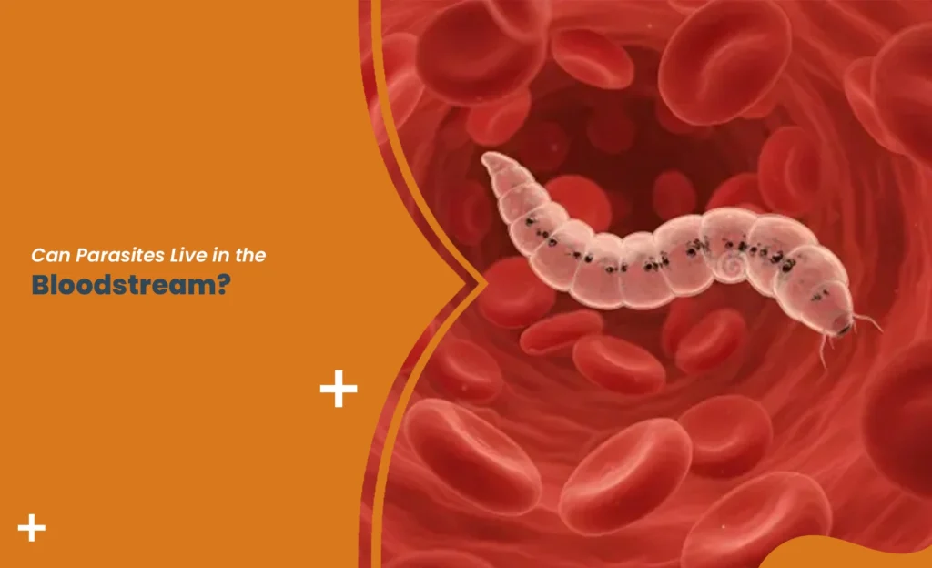 Illustration showing parasites in the bloodstream among red blood cells inside a human blood vessel.