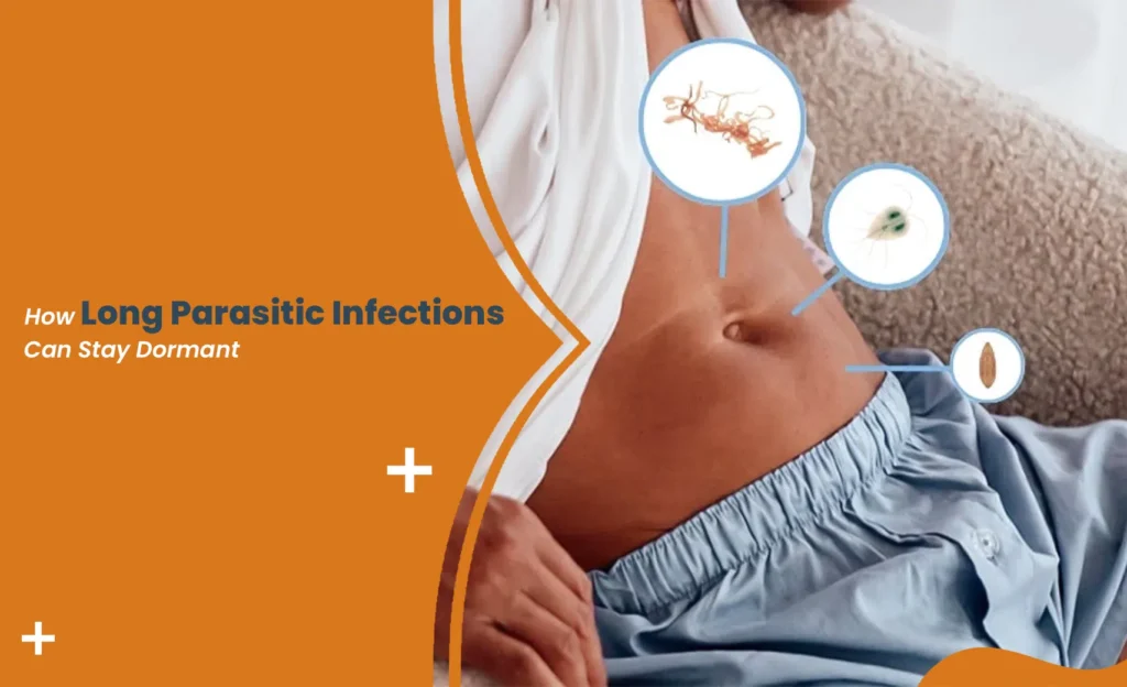 Dormant parasitic infections illustration showing parasites in human abdomen and digestive system