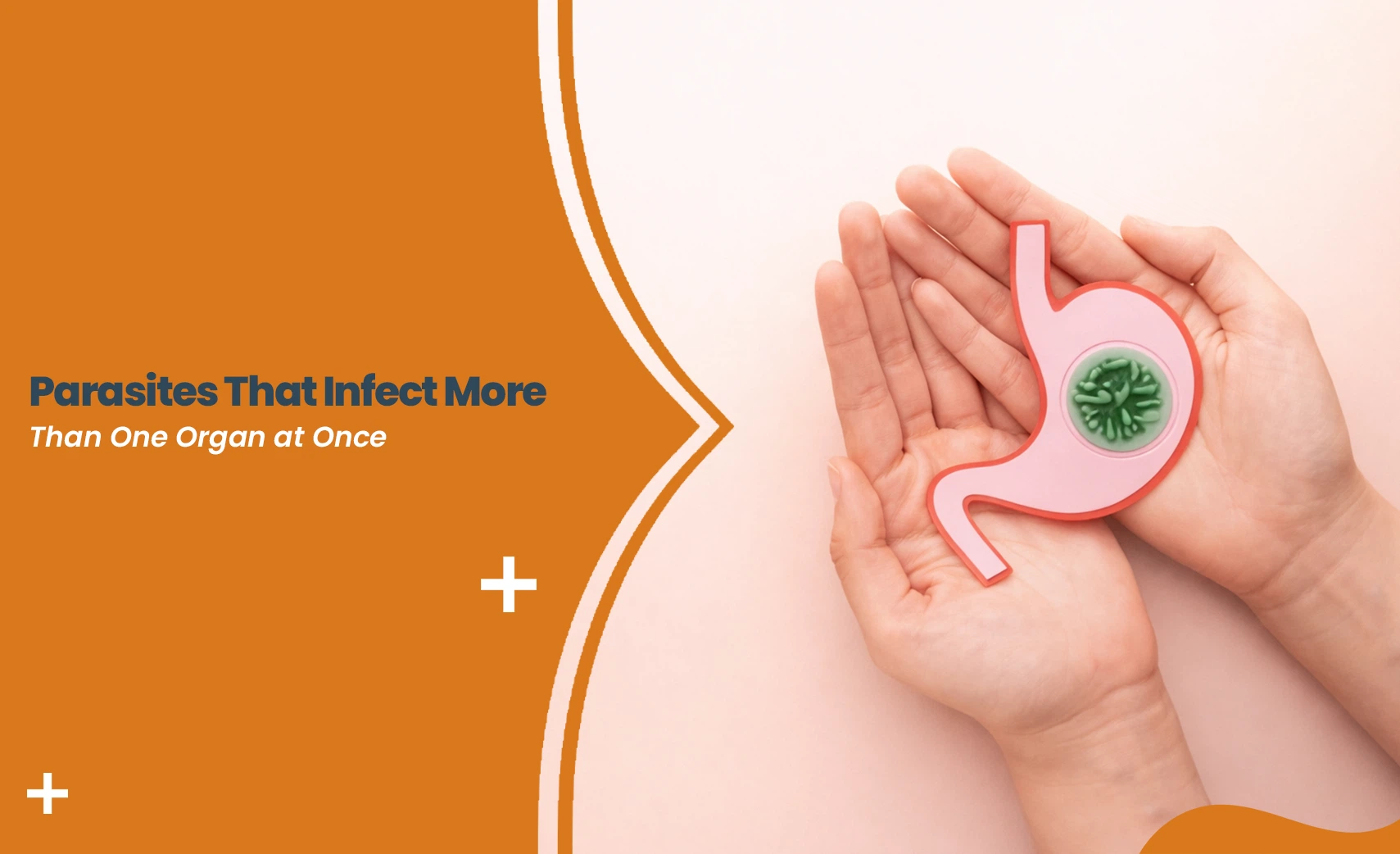 Illustration of multi-organ parasites in stomach model held in hands showing internal infection concept