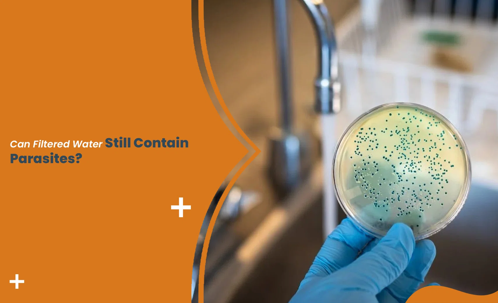 Filtered water parasites shown in lab test sample near kitchen tap