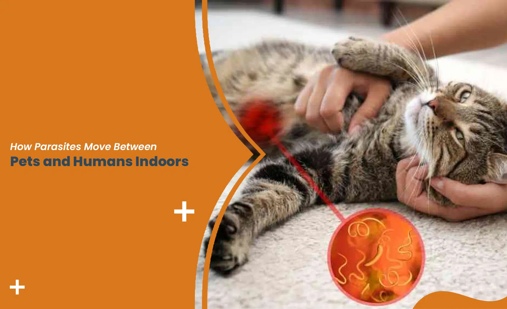 Cat being petted indoors illustrating risk of indoor pet infections spreading between pets and humans