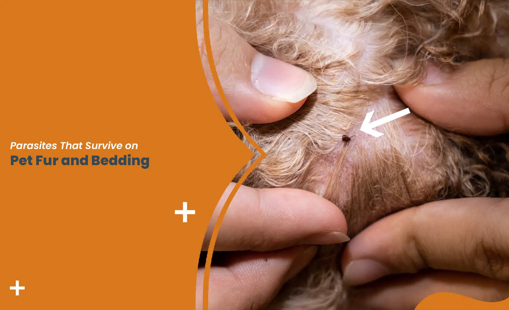 Pet Fur Parasites like a tick visible on dog skin with parted fur for close inspection