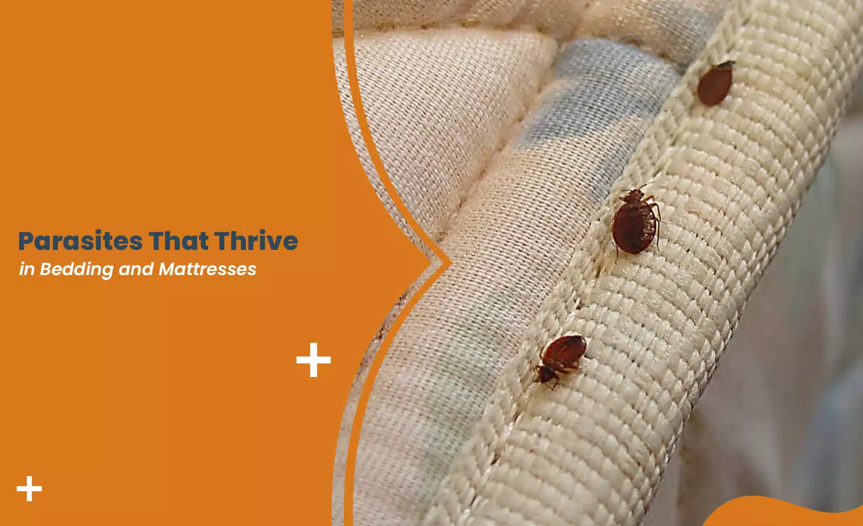 Bedding parasites like bed bugs on mattress seams causing hidden infestation and sleep discomfort