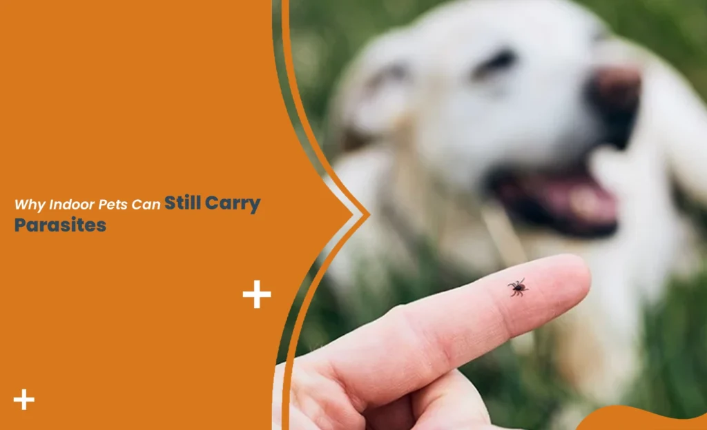 Indoor pets parasites risk shown by tick on finger with dog in background