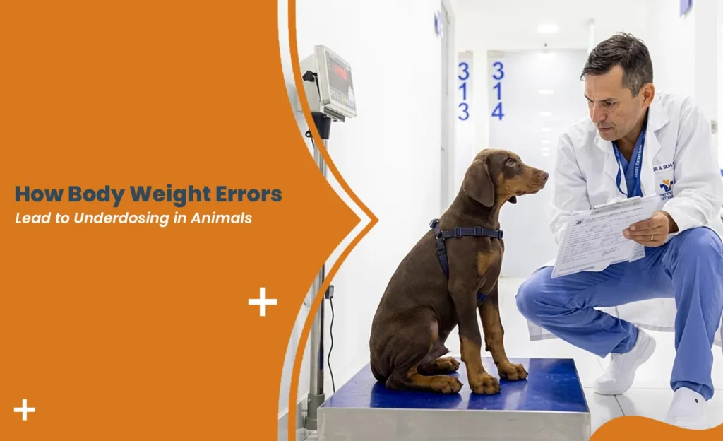 Veterinarian weighing a dog to prevent weight errors and underdosing in animals