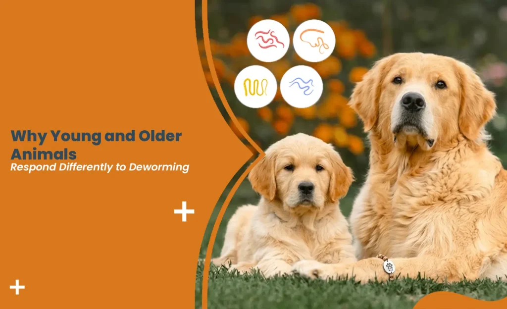 Deworming in young and older dogs showing how age affects parasite treatment response