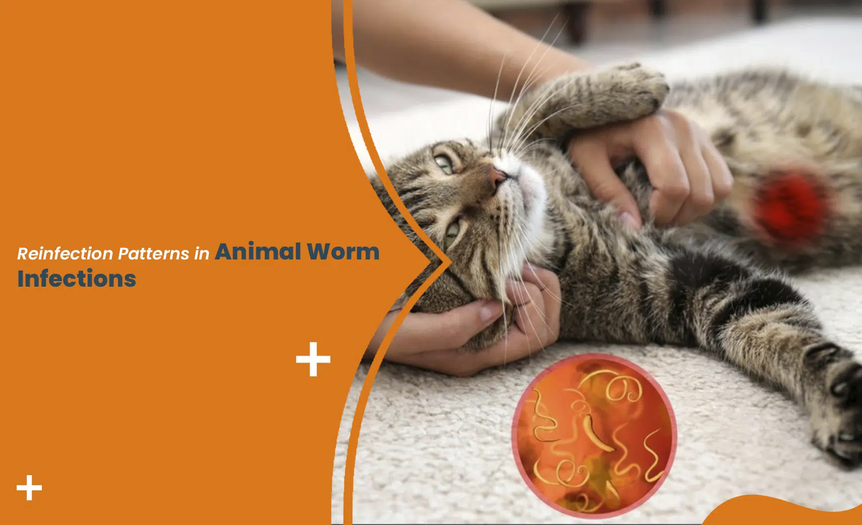 Animal worm infection reinfection patterns in a pet cat during deworming and parasite care