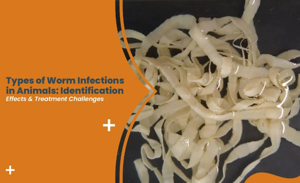 Worms in animals showing visible parasitic infestations and common treatment challenges