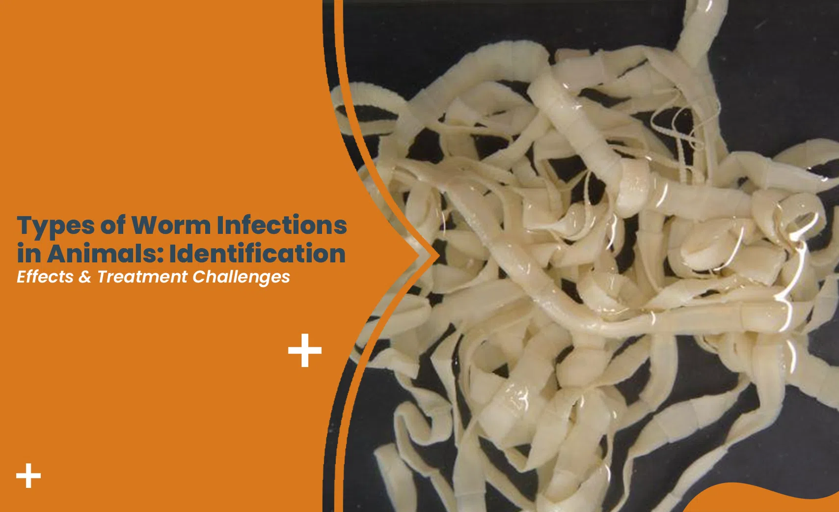 Worms in animals showing visible parasitic infestations and common treatment challenges