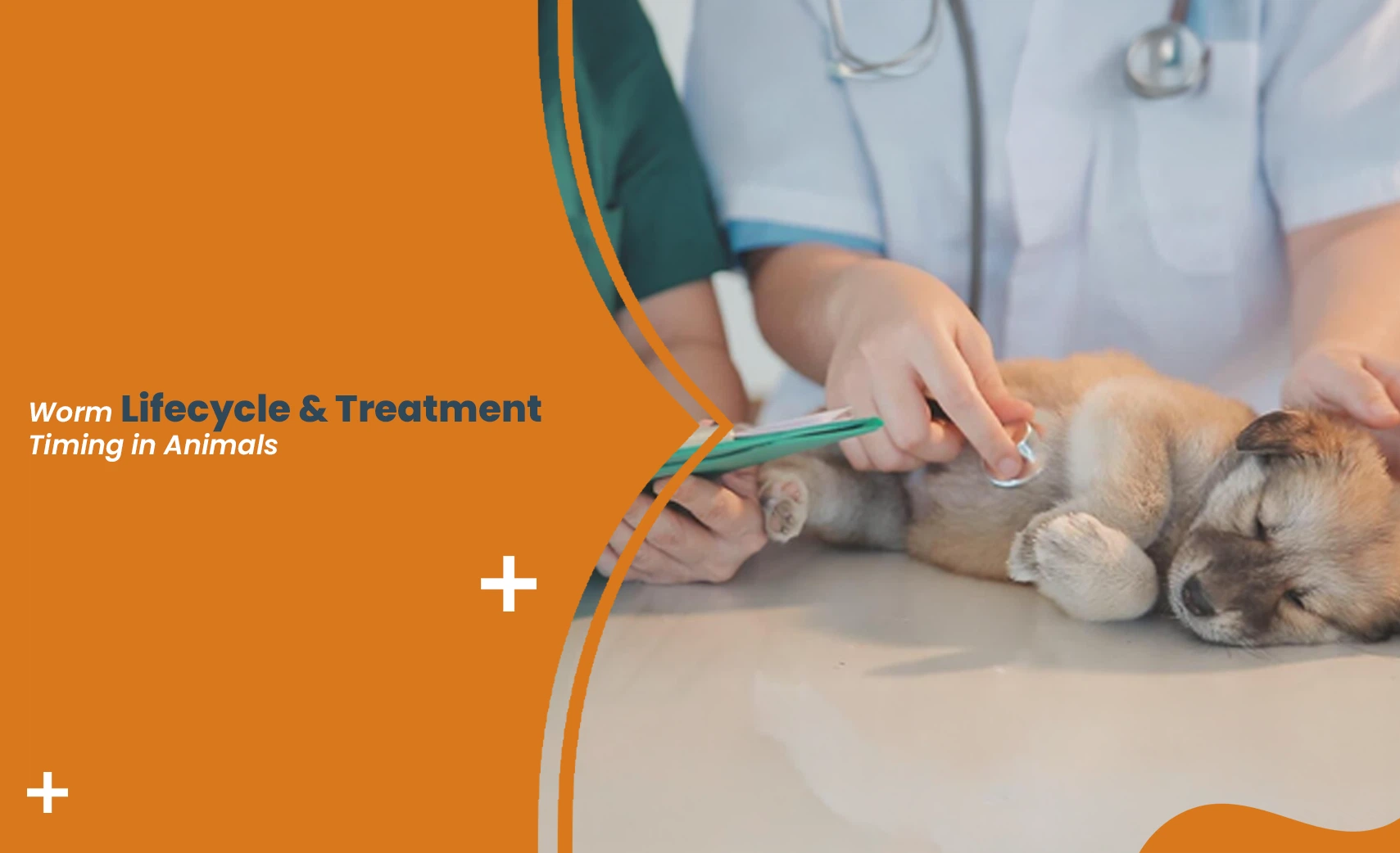 Veterinarian examining puppy during Worm Lifecycle & Treatment care for parasite control in animals