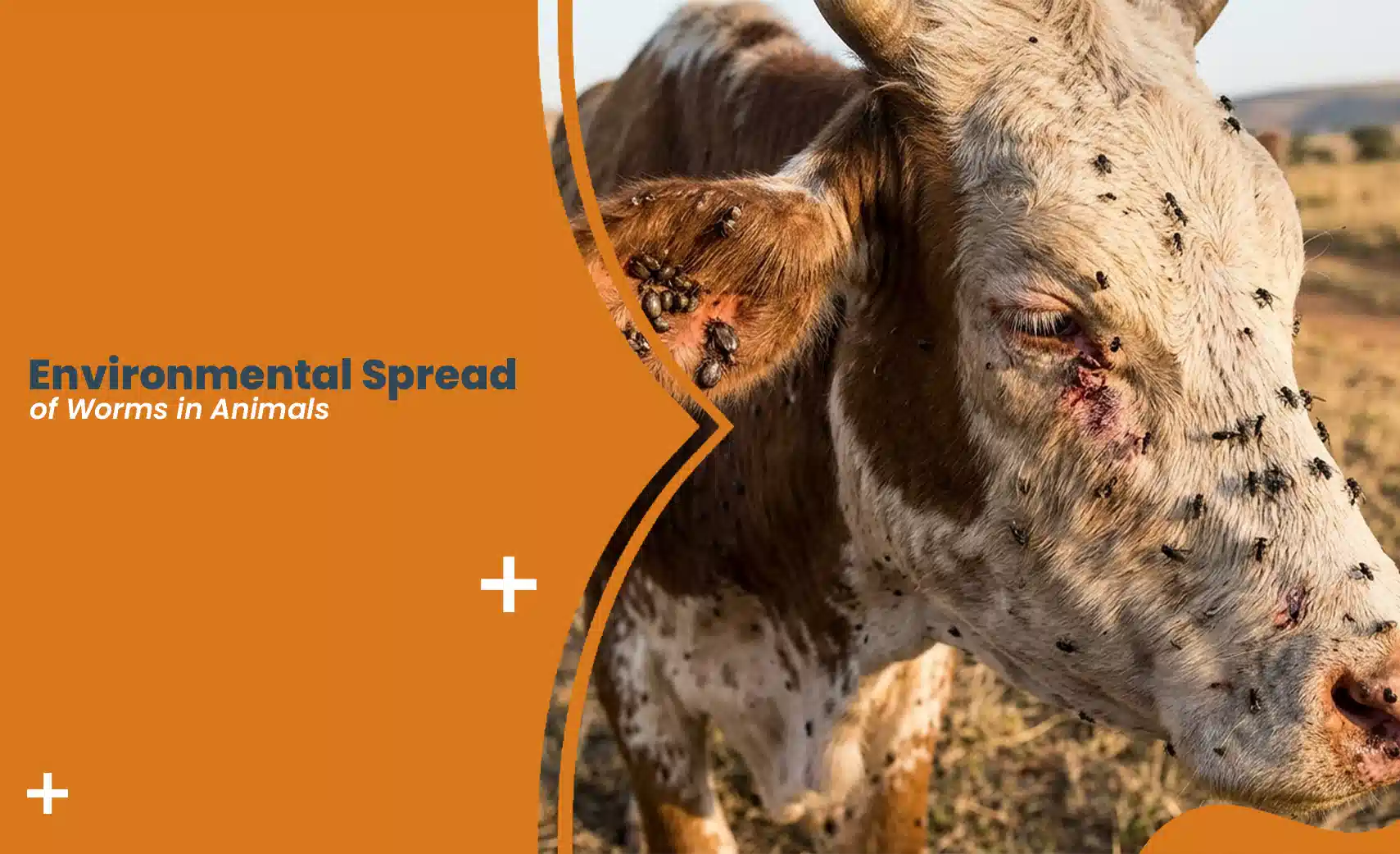 Worms in Animals affecting livestock through environmental parasite exposure and contaminated surroundings