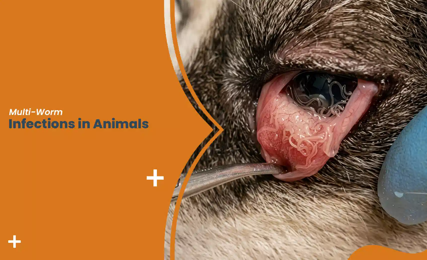 Multi Worm Infections in Animals shown in a dog's eye, highlighting parasitic worm infestation.