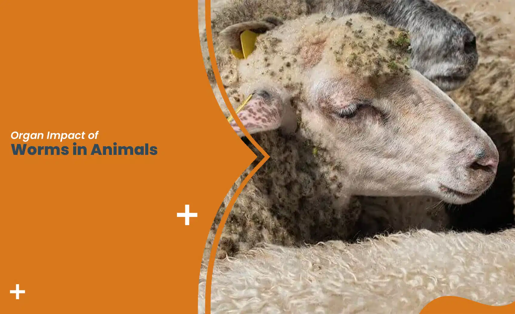 Organ Impact of Worms in Animals in a sheep with signs of parasitic worm infestation.