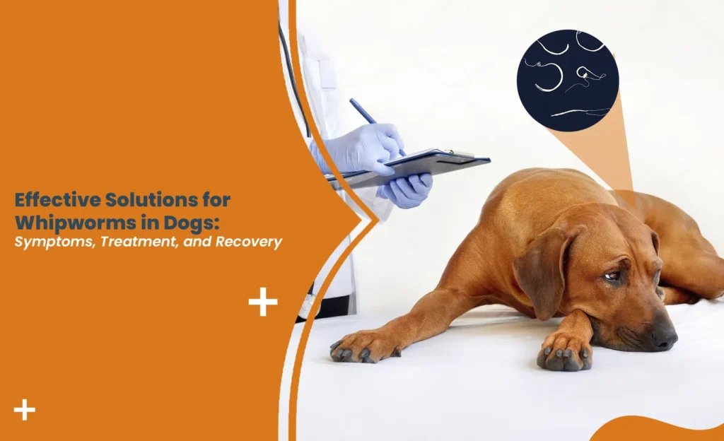 Vet diagnosing whipworms in dogs treatment during a checkup with a lethargic dog