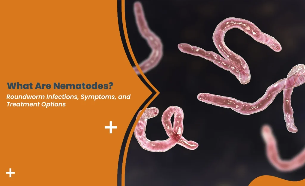 What are nematodes and how roundworm infections affect the body
