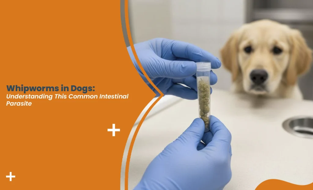 Veterinarian in blue gloves examining a fecal sample vial to test for whipworms in dogs, with a golden retriever puppy waiting nearby