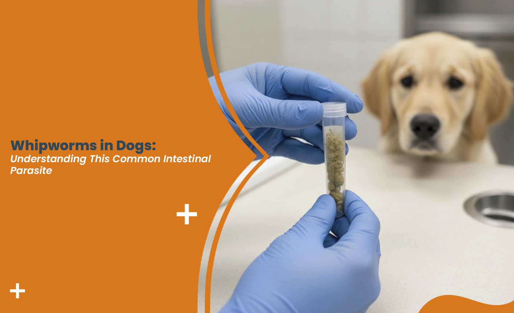 Veterinarian in blue gloves examining a fecal sample vial to test for whipworms in dogs, with a golden retriever puppy waiting nearby